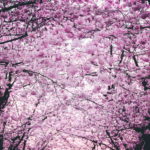 Cherry Blossom HD image.