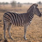 HD Wallpaper Zebra