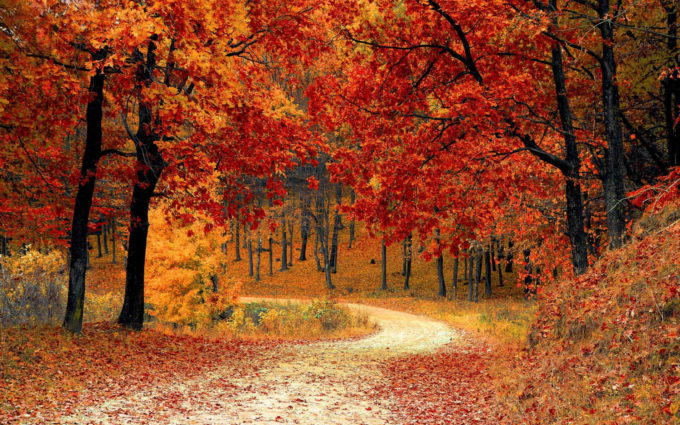 Autumn HD wallpaper