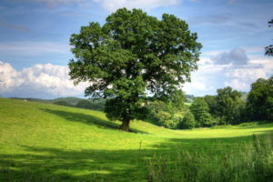 Green tree wallpapers for walls