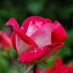 Peach Rose Image