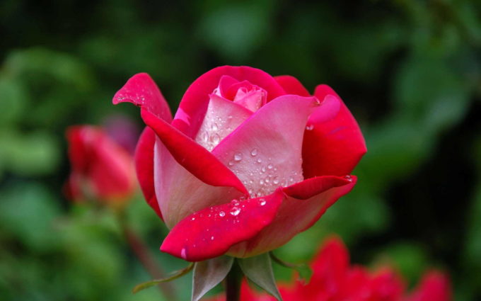 Peach Rose Image