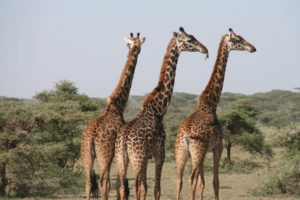 Safari South Africa