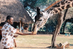 African Safari Animal Pictures