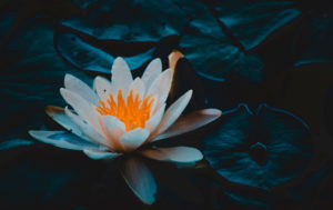 Beautiful Lotus Flower Picture