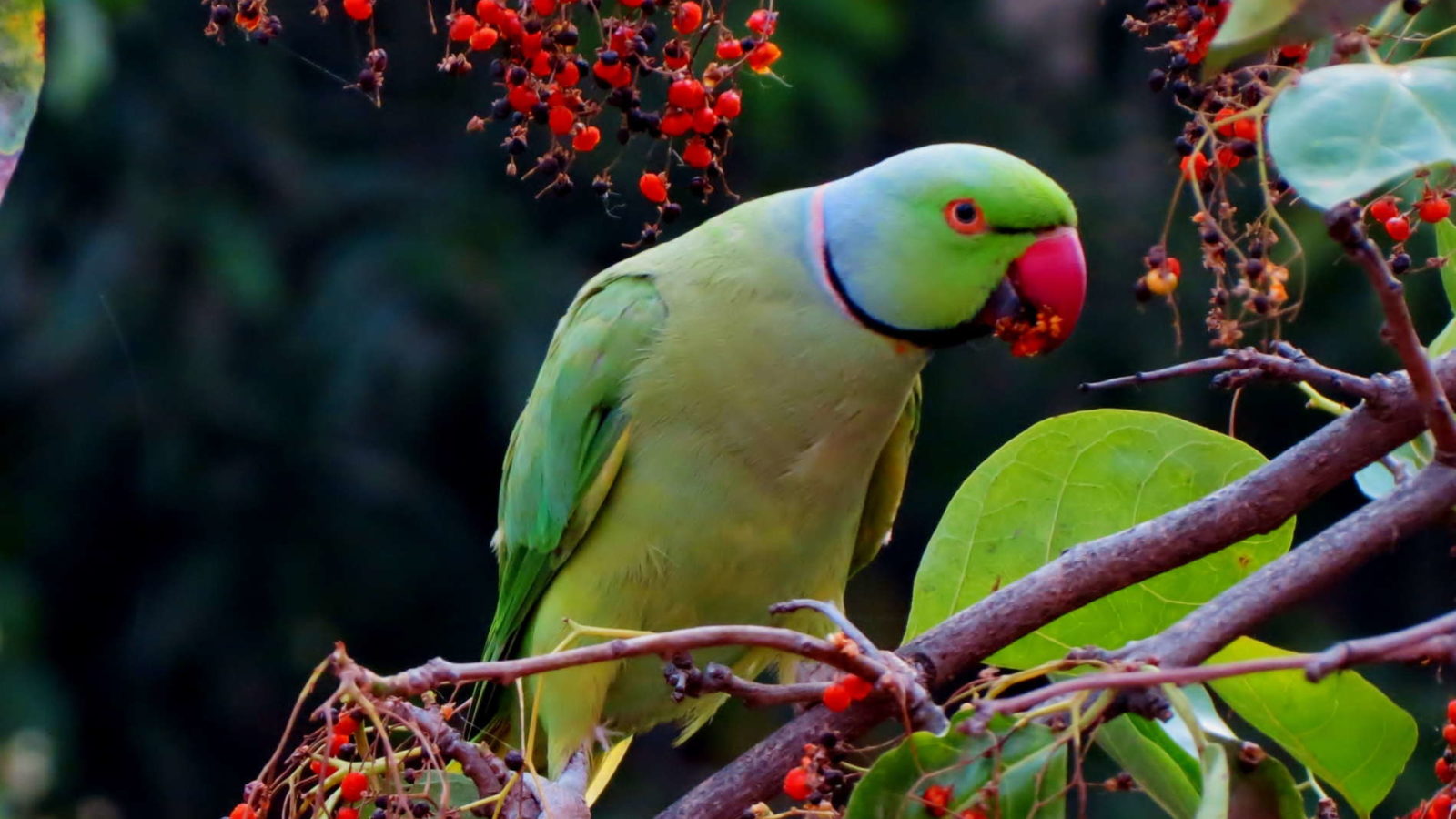 Green Parrot Image - Forever Wallpapers