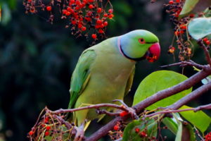 Green Parrot Image