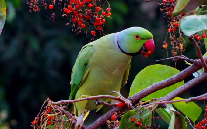 Green Parrot Image