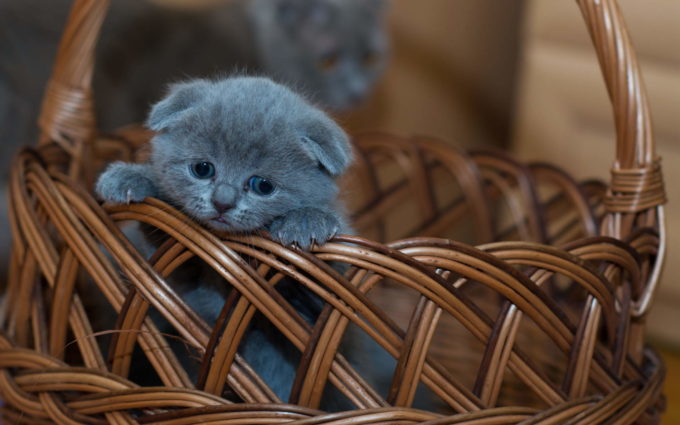 Kitten Basket