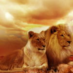 Lion Family Wallpaper