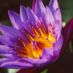 Lotus FLower Blooming