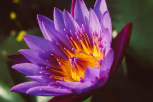 Lotus Flower Booming