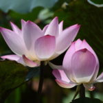 Pink and white Lotus Flower Pictures