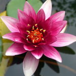 Lotus Flower Wallpaper Iphone