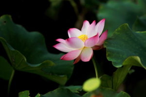 Lotus Image