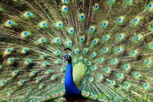 Male Peacock Images