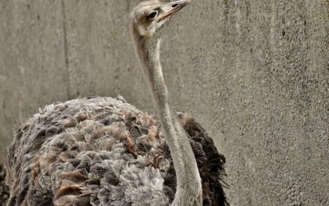 Ostrich Image