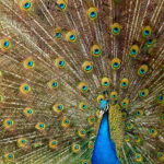Peacock pic