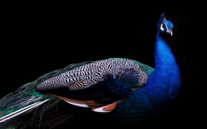 Peacock Bird Image