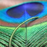 Peacock Feather Images