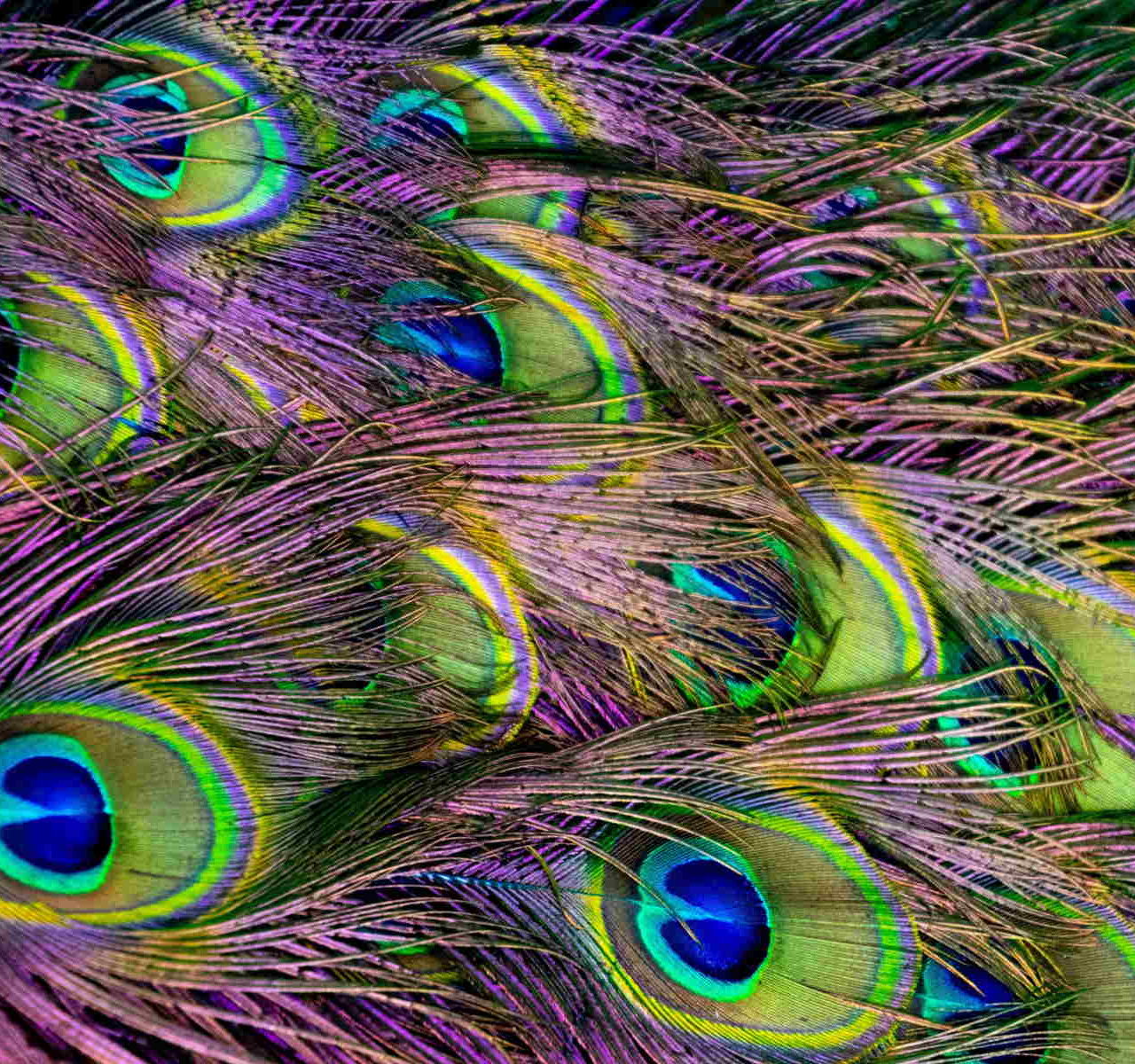 Peacock Feather Wallpaper - Forever Wallpapers