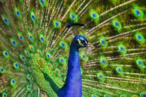 Peacock Images
