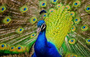 Peacock Pic