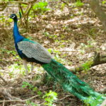 Peacock Pictures