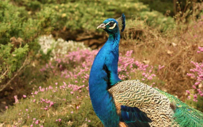 Peacock Side View