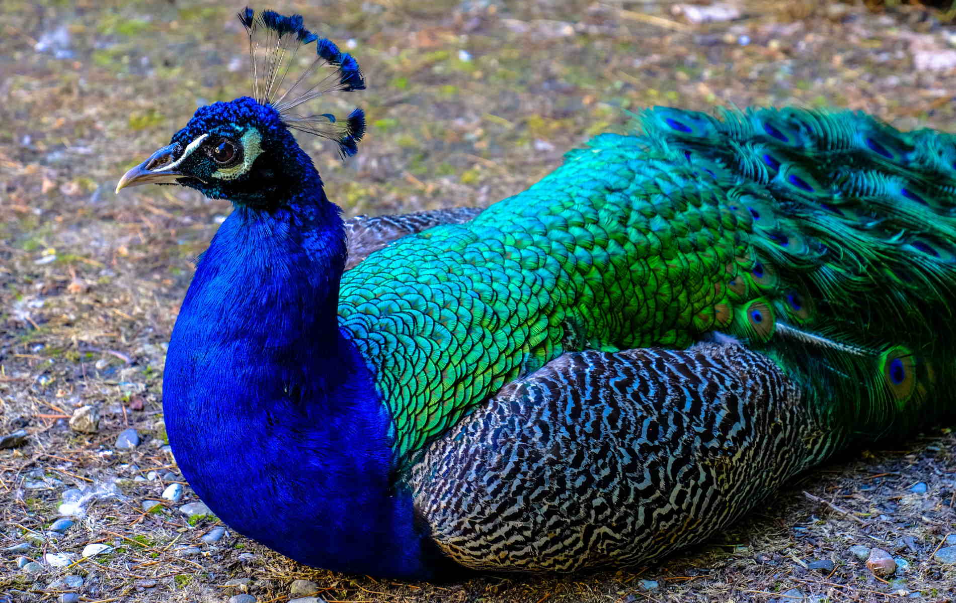 Peacock Sitting. 