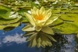 Picture of Lotus on Water