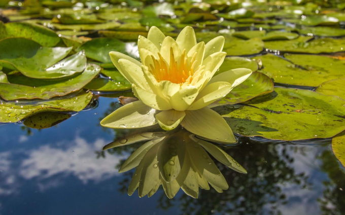 Picture of Lotus on Water
