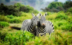 zebra couple