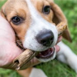 Beagle Dog Images