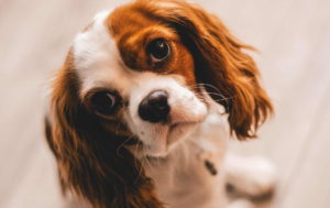 Beagle Puppy Cute