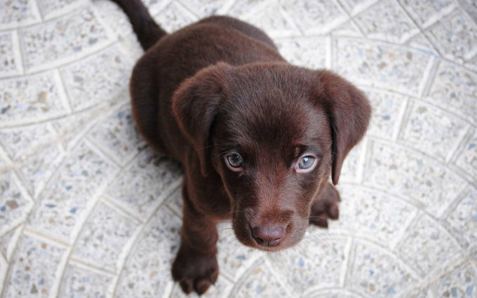 Brown Labrador Puppy