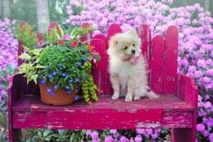 Cute Pomeranian