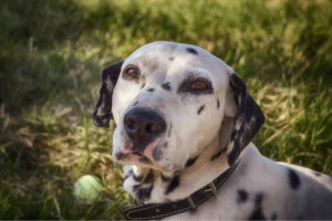 Dalmatian Dog Photo