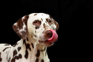Dog Dalmatian Wallpaper