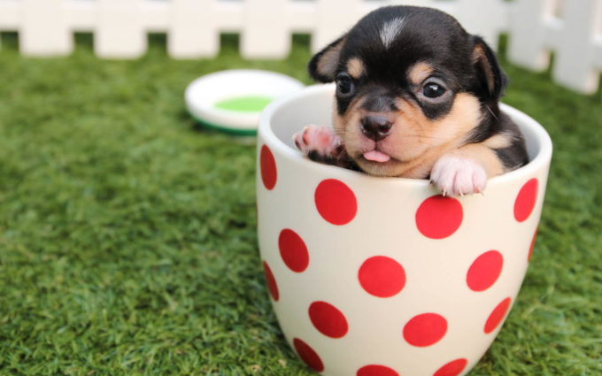 Dog In Cup