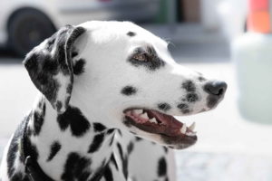 Image Of Dalmatian Dog