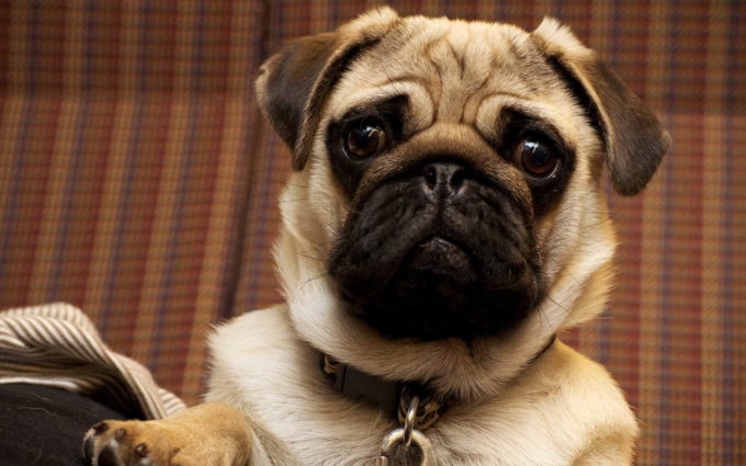Images OF Pugs