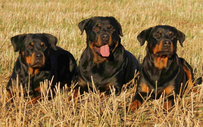 Images Of Rottweiler Dogs