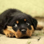 Images Of Rottweiler Puppy