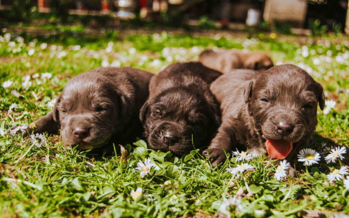 Images of Labradore Puppies