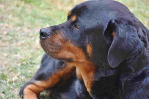 Picture Of Rottweiler