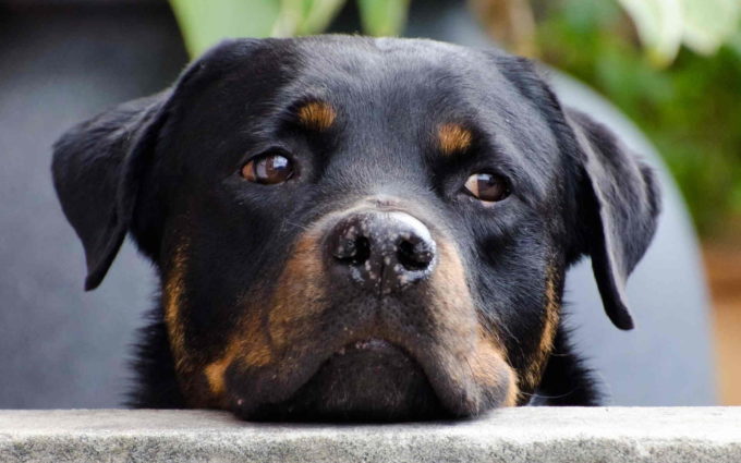 Picture Of Rottweiler Dog