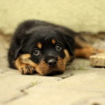 Picture Of Rottweiler Puppy