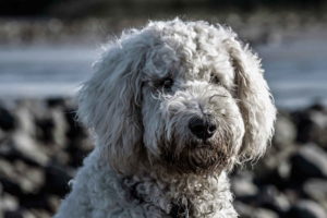 Pictures Of Poodles