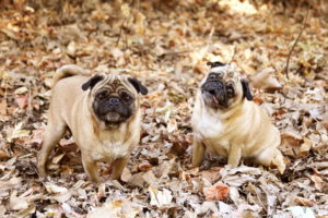 Pictures of Pugs Puppies